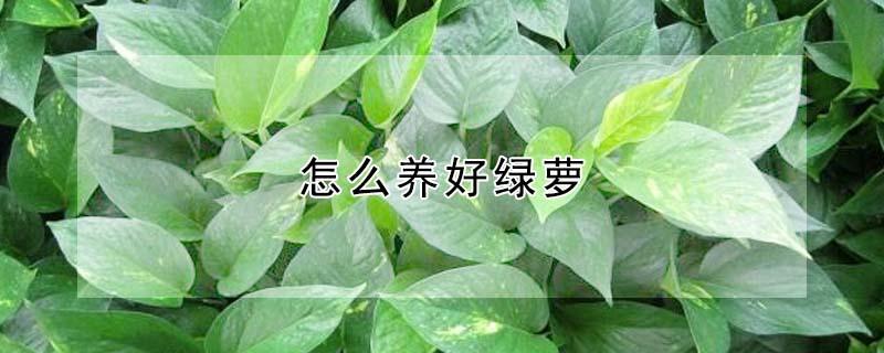 怎么养好绿萝 怎么养好绿萝花
