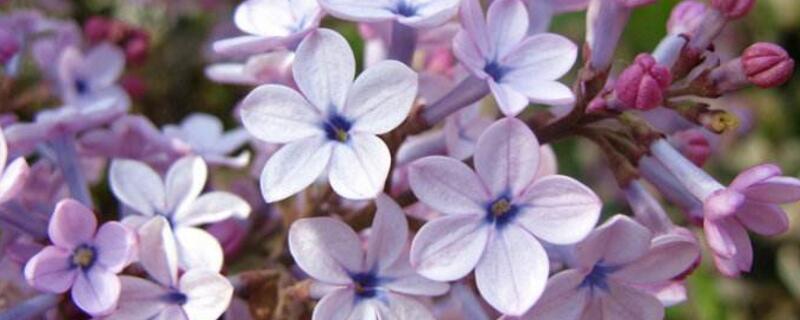 五瓣丁香的花语 五瓣丁香的花语和象征意义