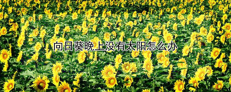 向日葵晚上没有太阳怎么办 向日葵晚上出太阳吗