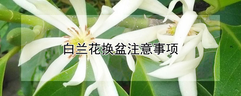 白兰花换盆注意事项（白兰花换盆需要修根吗）