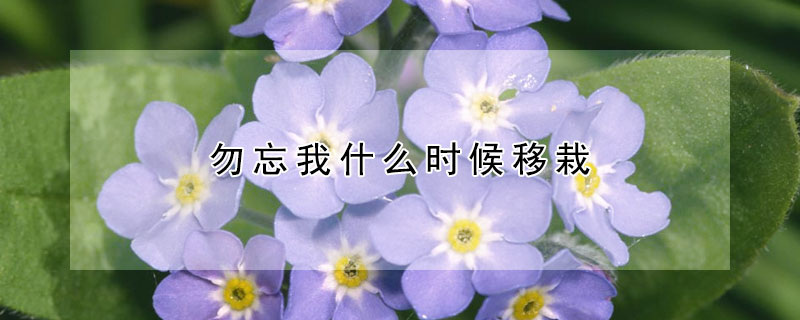 勿忘我什么时候移栽 勿忘我幼苗什么时候移栽