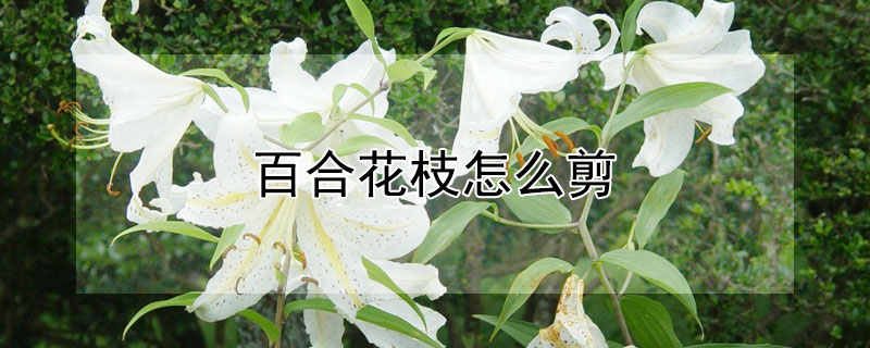 百合花枝怎么剪（怎样修剪百合花的枝）