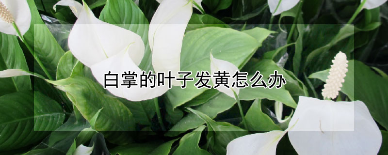 白掌的叶子发黄怎么办 白掌的叶子有点黄,怎么办呢?