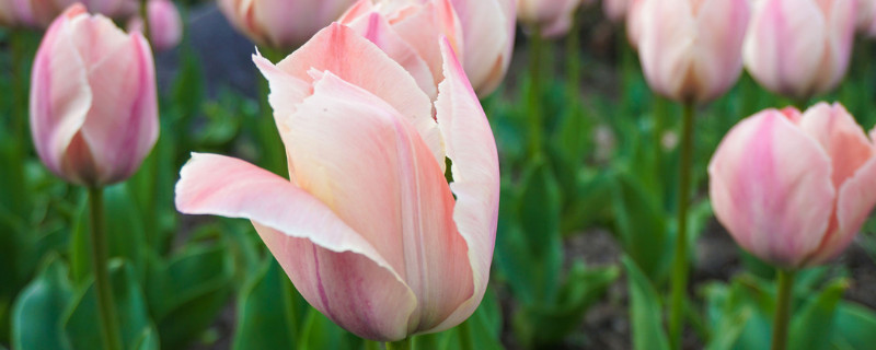 郁金香可以送给妈妈吗(郁金香能送妈妈吗)