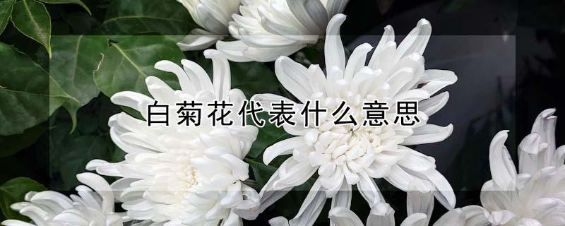 白菊花代表什么意思（送女朋友白菊花代表什么意思）