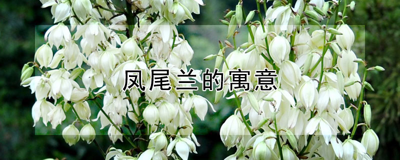 凤尾兰的寓意(凤尾兰的寓意好吗)