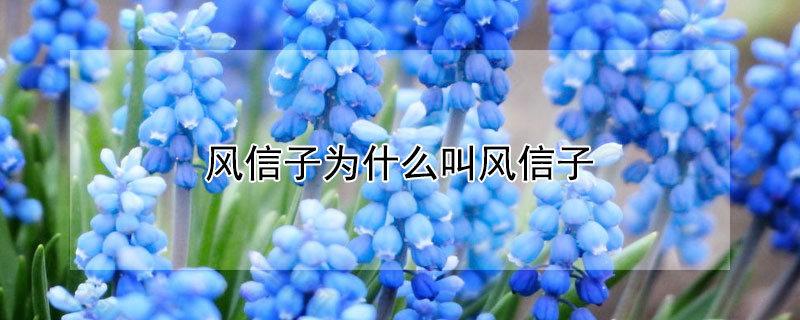 风信子为什么叫风信子（风信子风信子的）