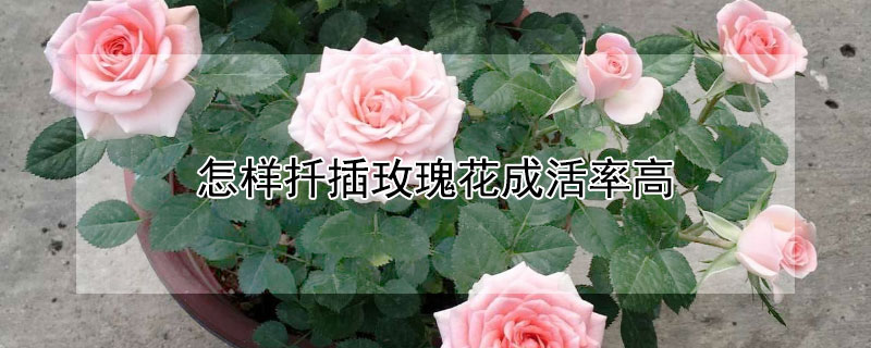 怎样扦插玫瑰花成活率高(怎么样扦插玫瑰容易成活)