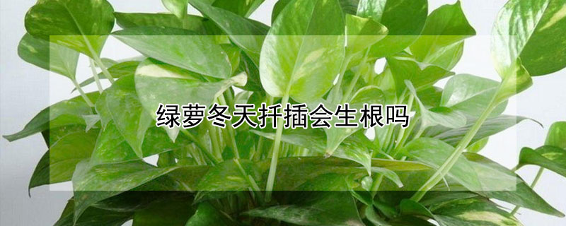 绿萝冬天扦插会生根吗 绿萝冬天扦插几天生根