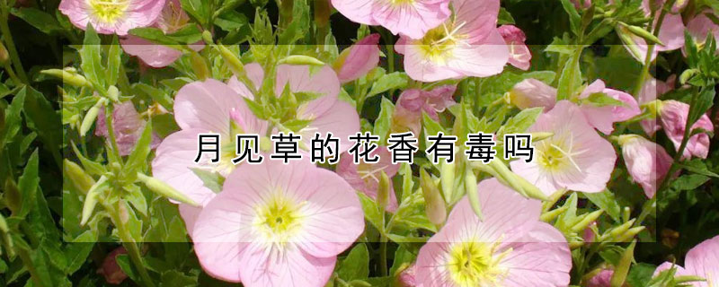 月见草的花香有毒吗 月见草有没有毒