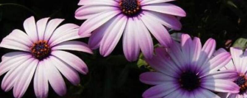 蓝目菊花语(蓝眼菊的花语)