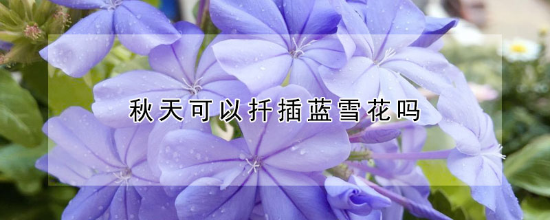 秋天可以扦插蓝雪花吗 蓝雪花秋天能扦插吗