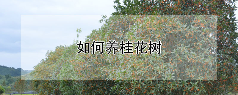 如何养桂花树 桂花树怎么养才长得好