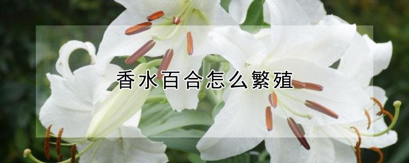 香水百合怎么繁殖 香水百合怎么繁殖下一代