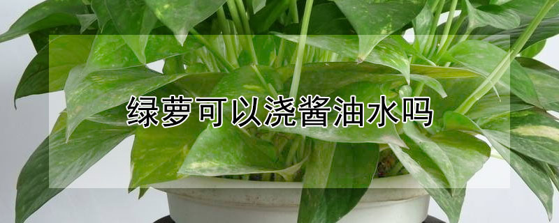 绿萝可以浇酱油水吗(绿萝可以浇酱油水吗绿萝)