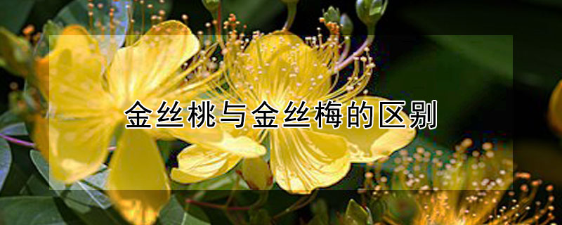 金丝桃与金丝梅的区别（金丝桃和金银花区别）