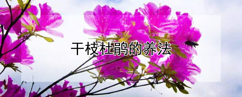 干枝杜鹃的养法 干杜鹃花枝怎么养