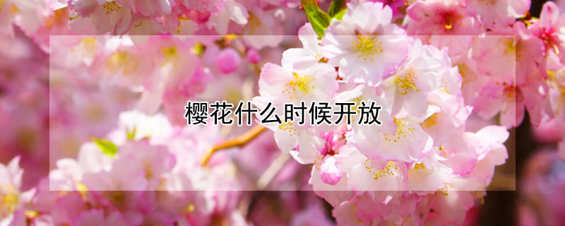 樱花什么时候开放 武汉大学的樱花什么时候开放