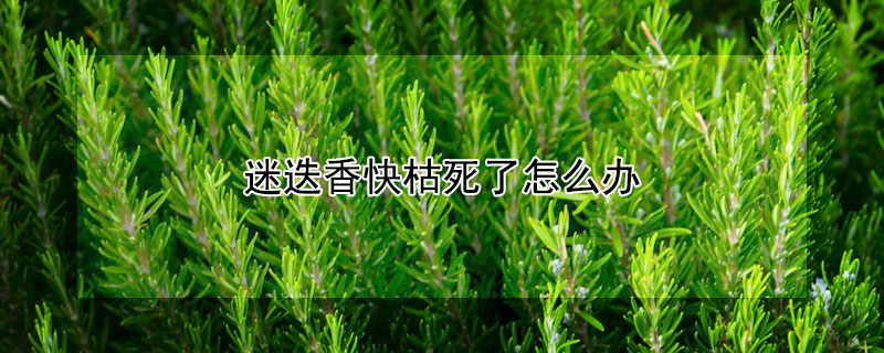 迷迭香快枯死了怎么办(迷迭香叶子枯了)