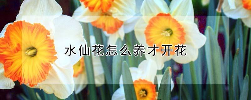 水仙花怎么养才开花 水仙花要怎么养才开花