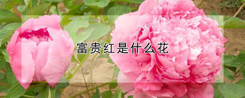 富贵红是什么花 富贵红花卉图片