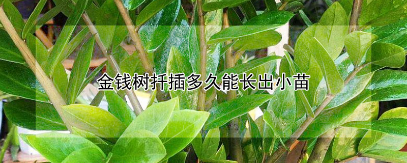 金钱树扦插多久能长出小苗（金钱树叶片扦插多久能长出小苗）