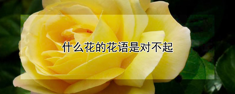 什么花的花语是对不起（什么花的花语是对不起,我爱你）