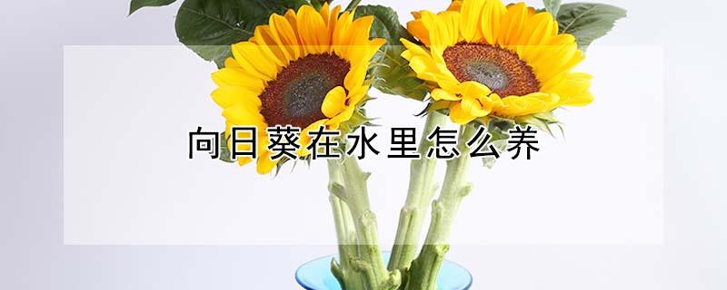 向日葵在水里怎么养（向日葵在水里怎么养可以放）