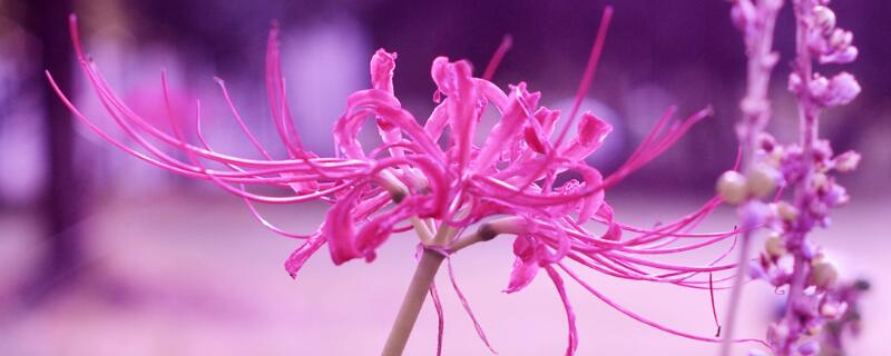 彼岸花花语是什么 彼岸花花语是什么意思女生纹彼岸花纹身禁忌