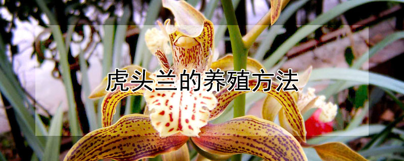 虎头兰的养殖方法（虎头兰种植方法和注意事项）
