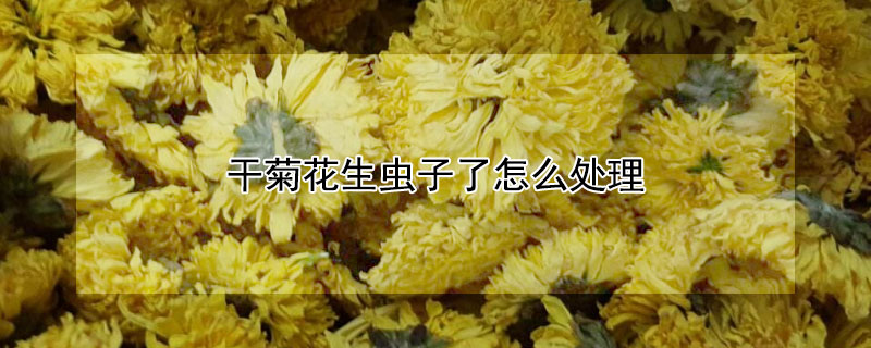 干菊花生虫子了怎么处理（干的野菊花生虫怎么处理）