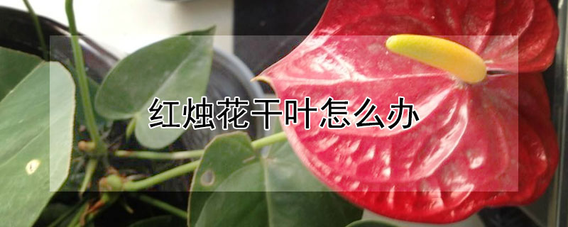 红烛花干叶怎么办（红烛花黄叶了怎么办）