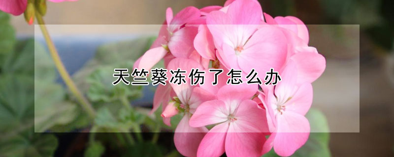 天竺葵冻伤了怎么办（天竺葵被冻了）