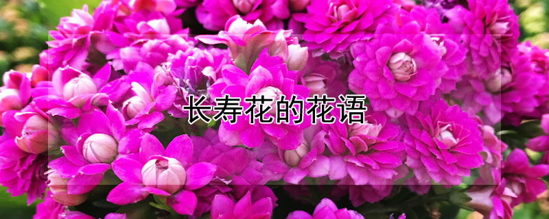 长寿花的花语（长寿花的花语发朋友圈）