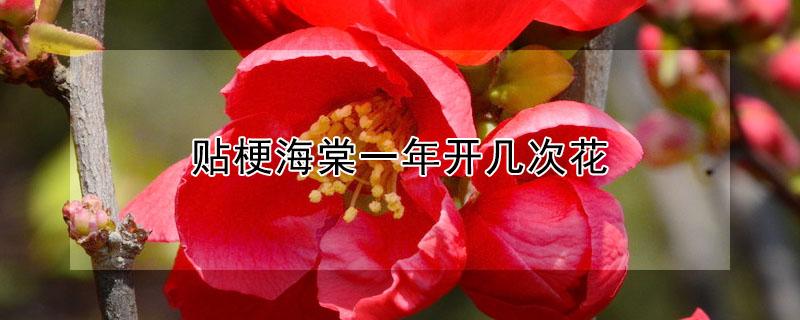 贴梗海棠一年开几次花（贴梗海棠几年能开花）