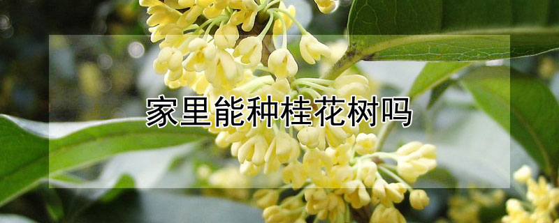 家里能种桂花树吗（家里不能种桂花树吗）