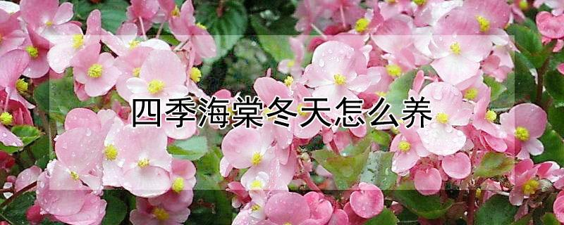 四季海棠冬天怎么养（四季海棠冬天怎么养护）