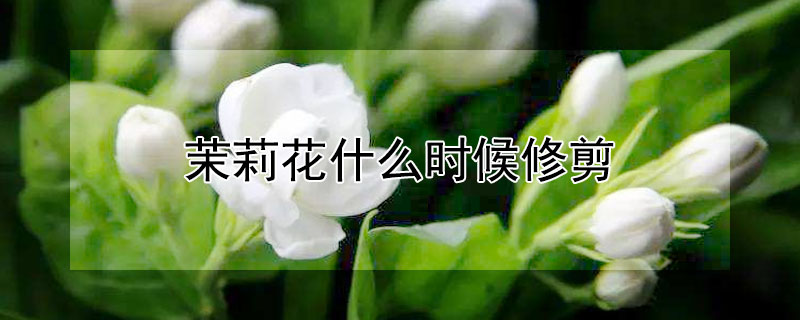 茉莉花什么时候修剪 茉莉花什么时候修剪枝条