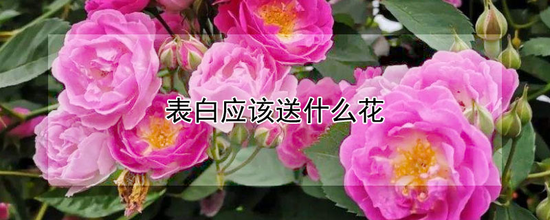 表白应该送什么花 520表白应该送什么花