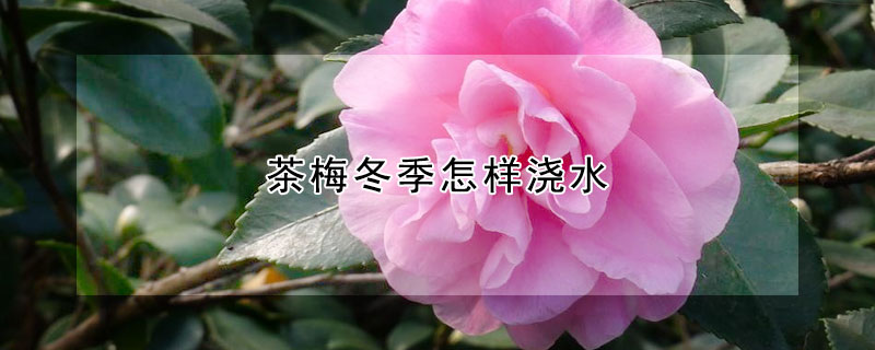 茶梅冬季怎样浇水 茶梅花冬季浇水怎么浇