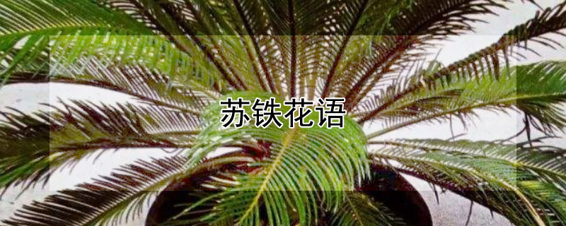 苏铁花语（苏铁花的寓意）