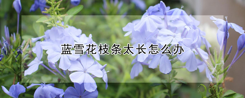 蓝雪花枝条太长怎么办 蓝雪花枝条太细怎么办