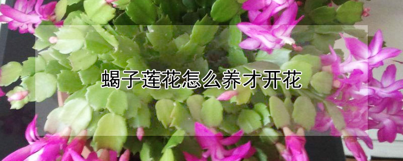 蝎子莲花怎么养才开花（蝎子莲花怎么养才开花是否有毒）