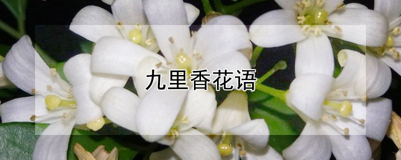 九里香花语 九里香花语象征与寓意