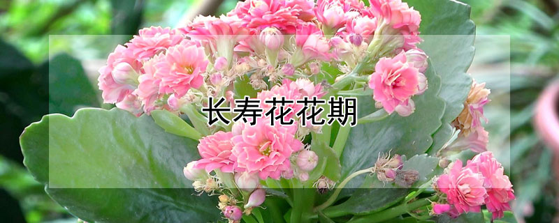 长寿花花期 长寿花花期有多长