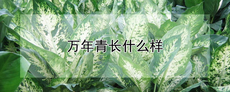 万年青长什么样（万年青长什么样子图片）