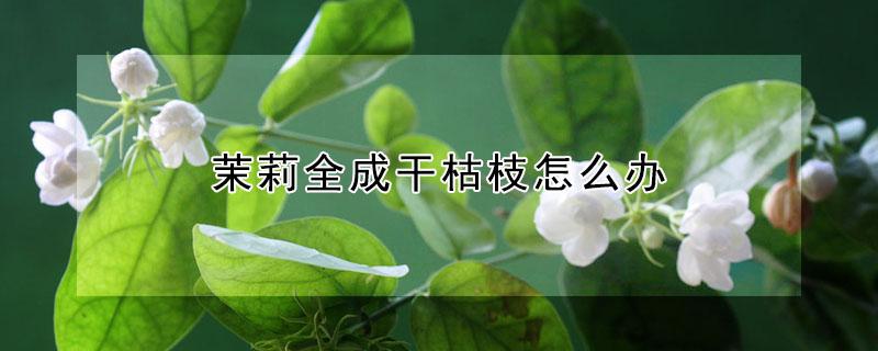 茉莉全成干枯枝怎么办（茉莉枝子干枯）