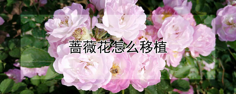 蔷薇花怎么移植（蔷薇花怎么移植才能活）