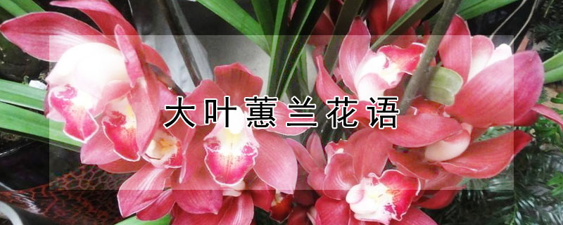 大叶蕙兰花语 大花蕙兰花语诗句