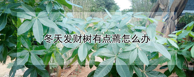 冬天发财树有点蔫怎么办 发财树冬天叶子枯萎挽救方法